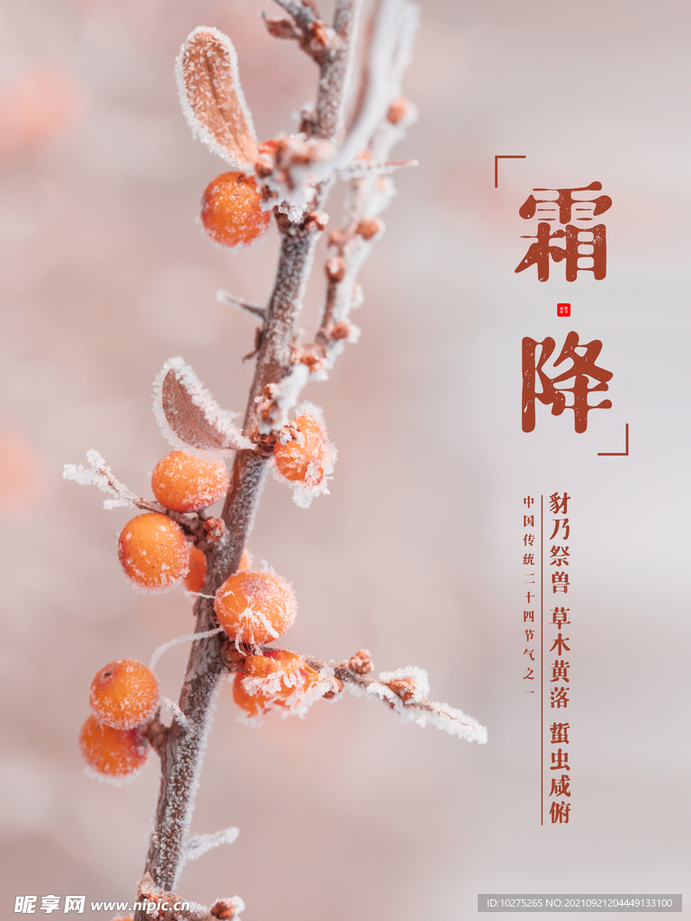 清新简约二十四节气霜降节气海报