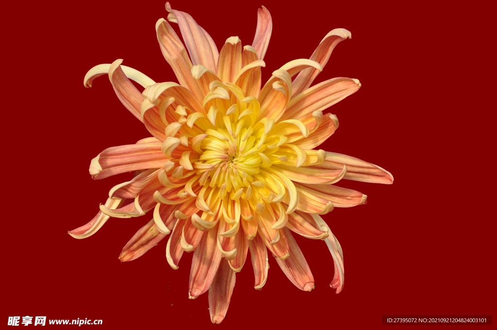 菊花