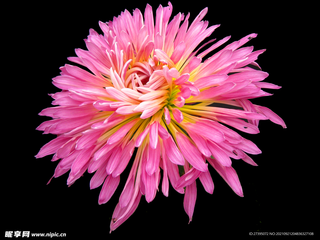 菊花