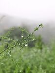 雨后清新