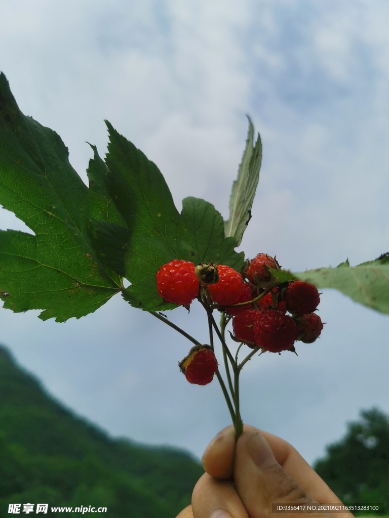 野草莓