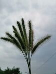 狗尾巴草