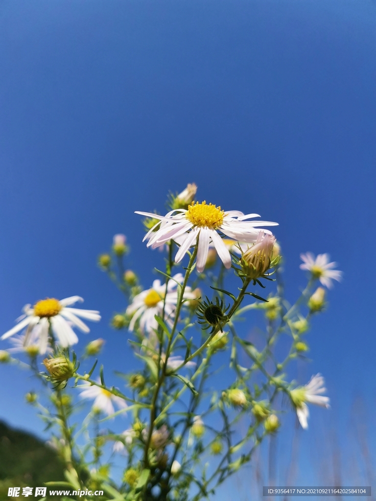 野菊花 