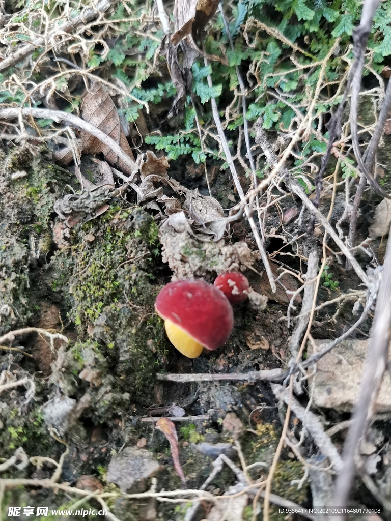 野生蘑菇 