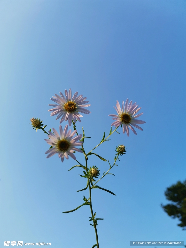 野菊花 