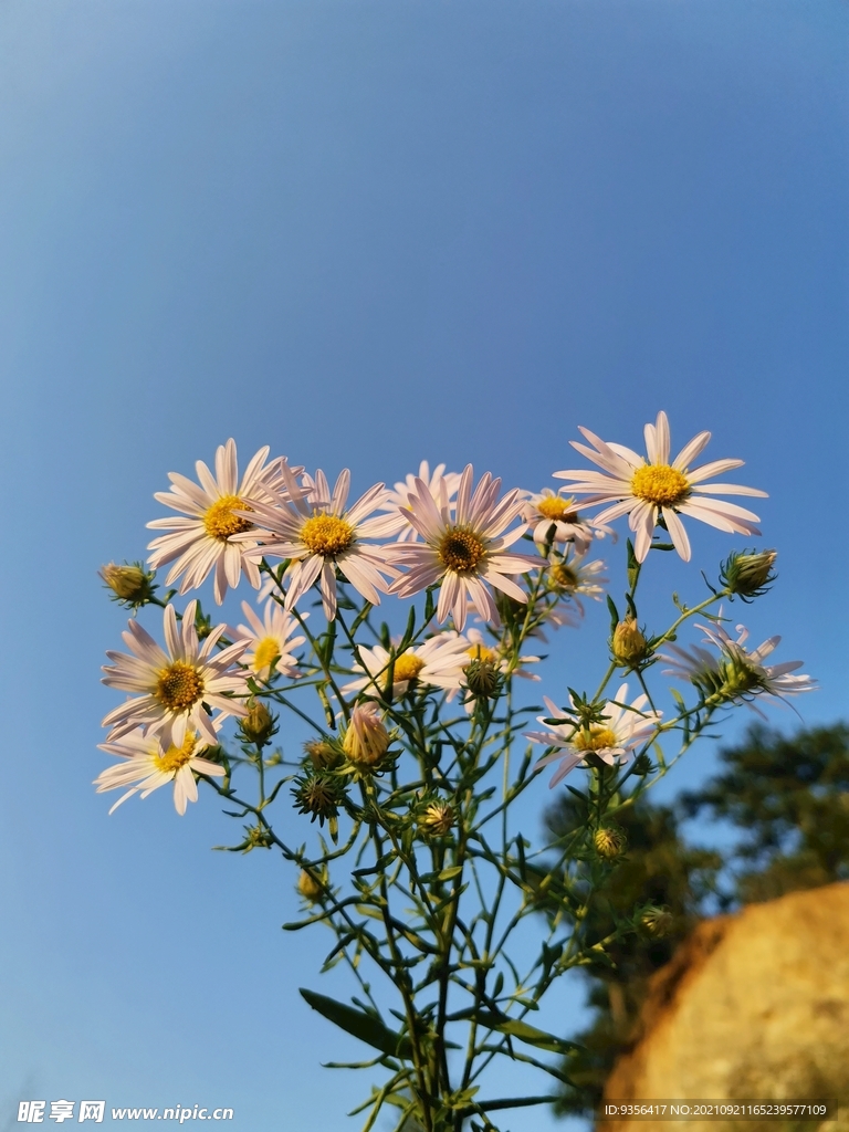 野菊花 