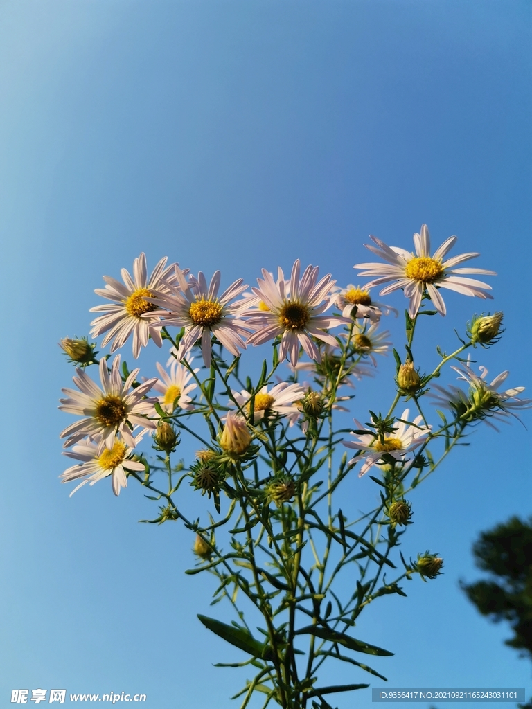 野菊花