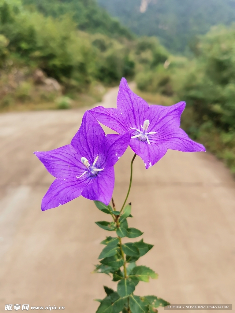 紫花