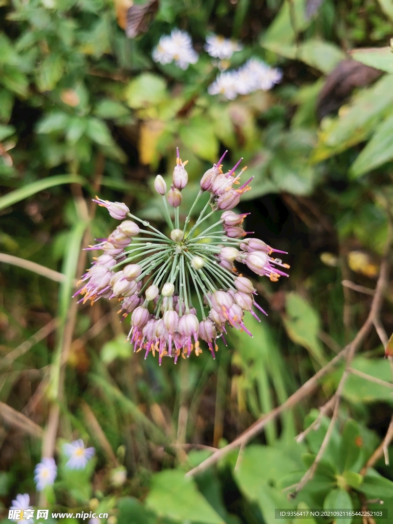  山韭菜花 