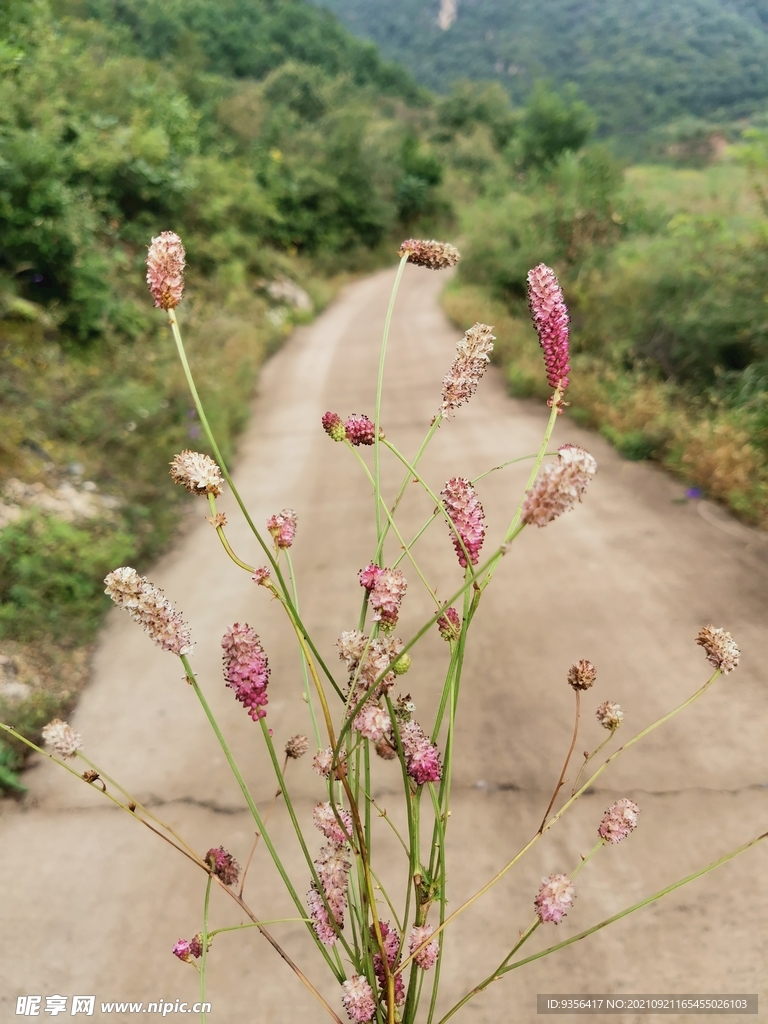 紫花