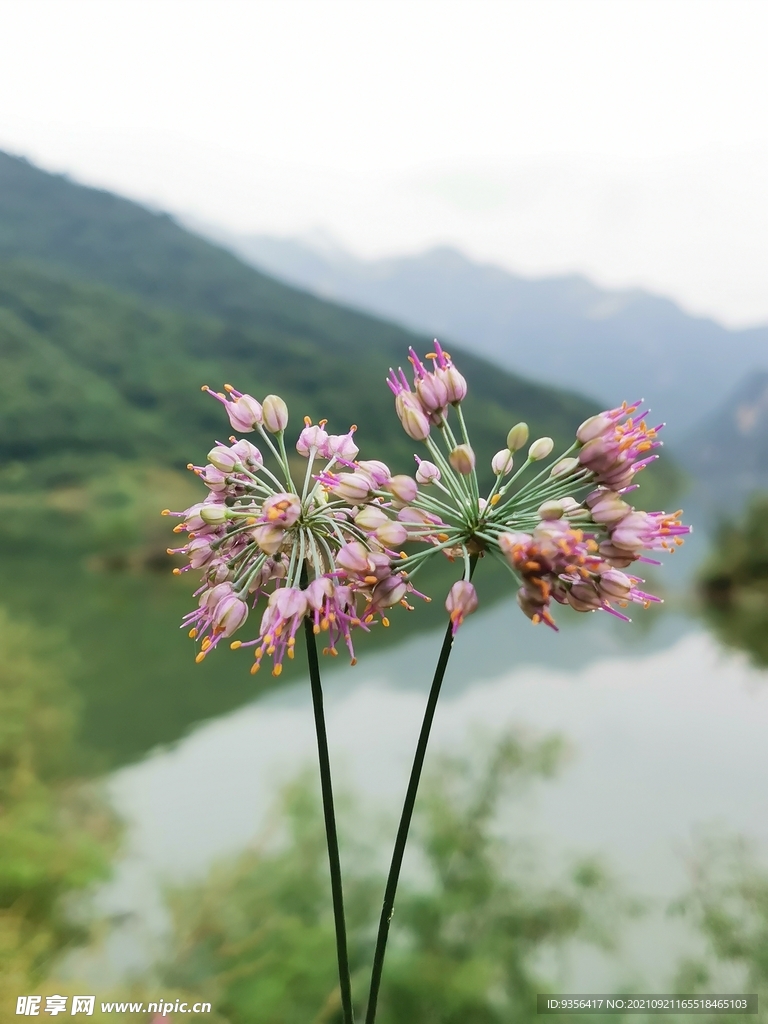  山韭菜花