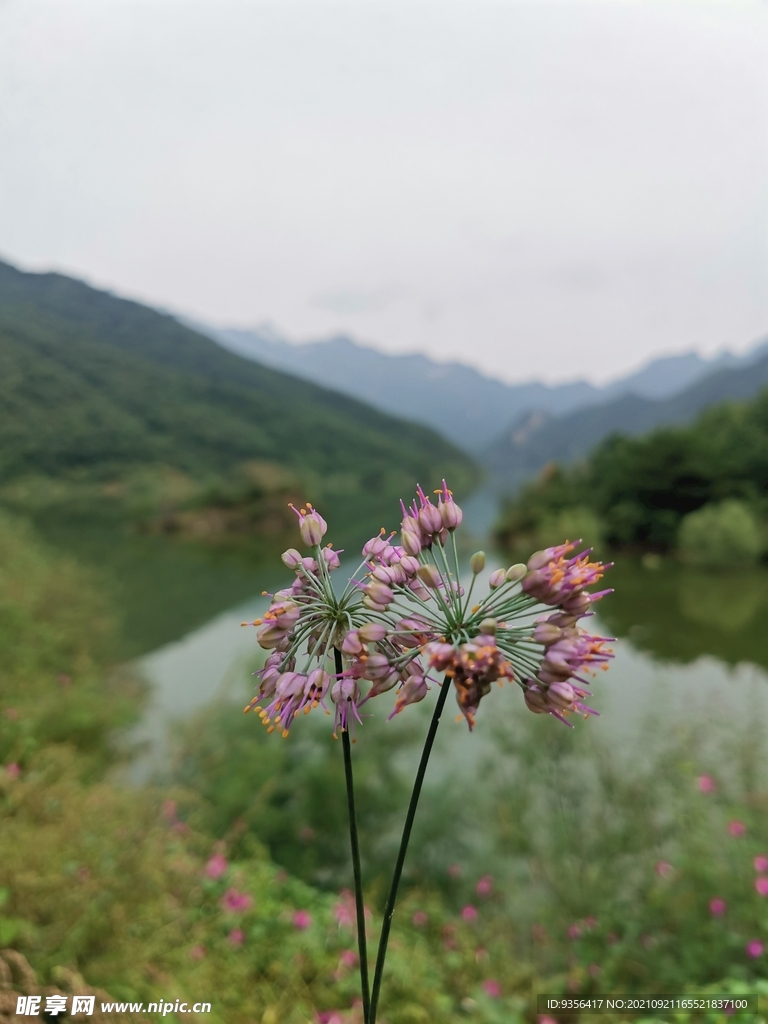  山韭菜花 