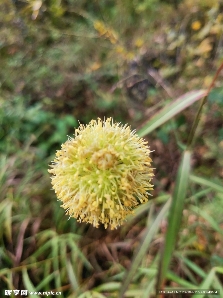  山韭菜花