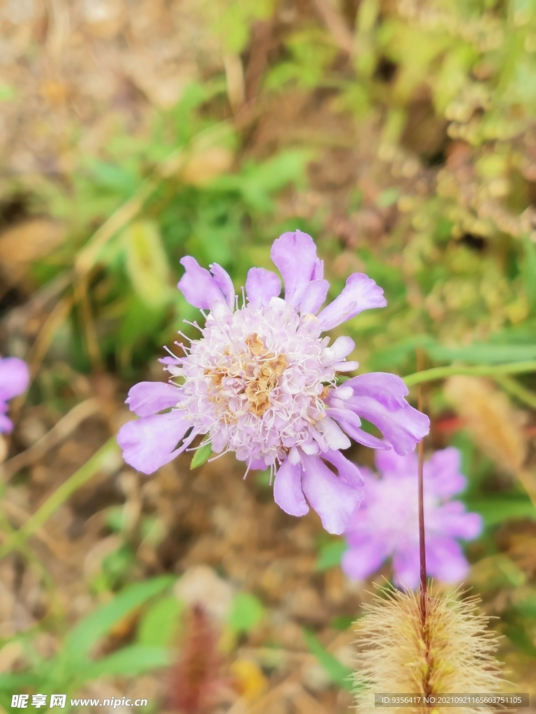 紫花 