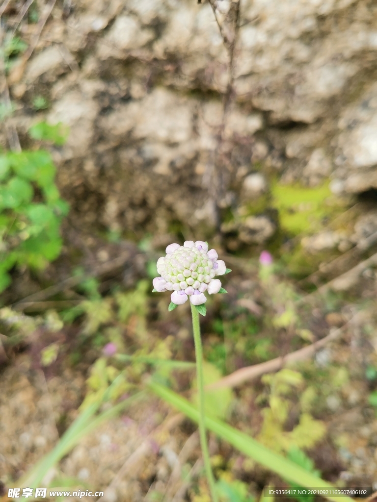 紫花 