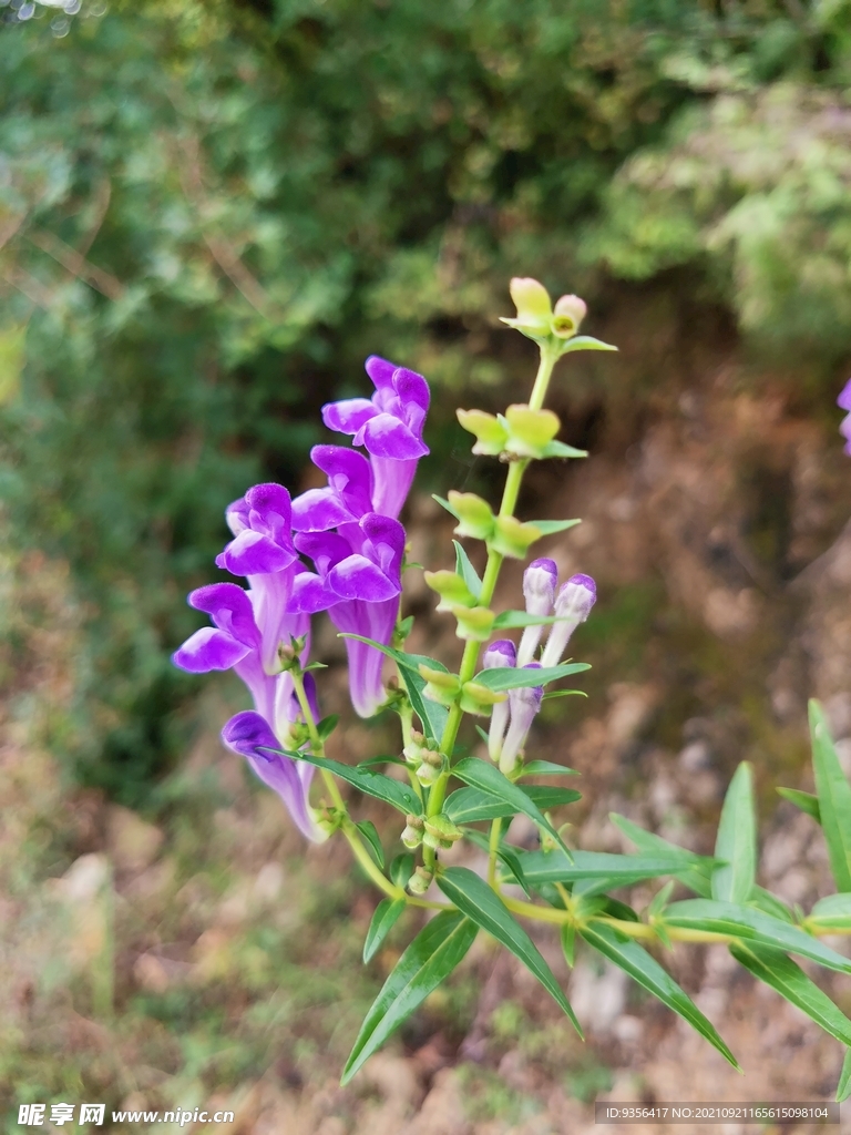 紫花 