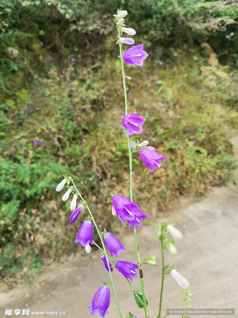 紫花 