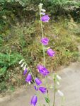 紫花