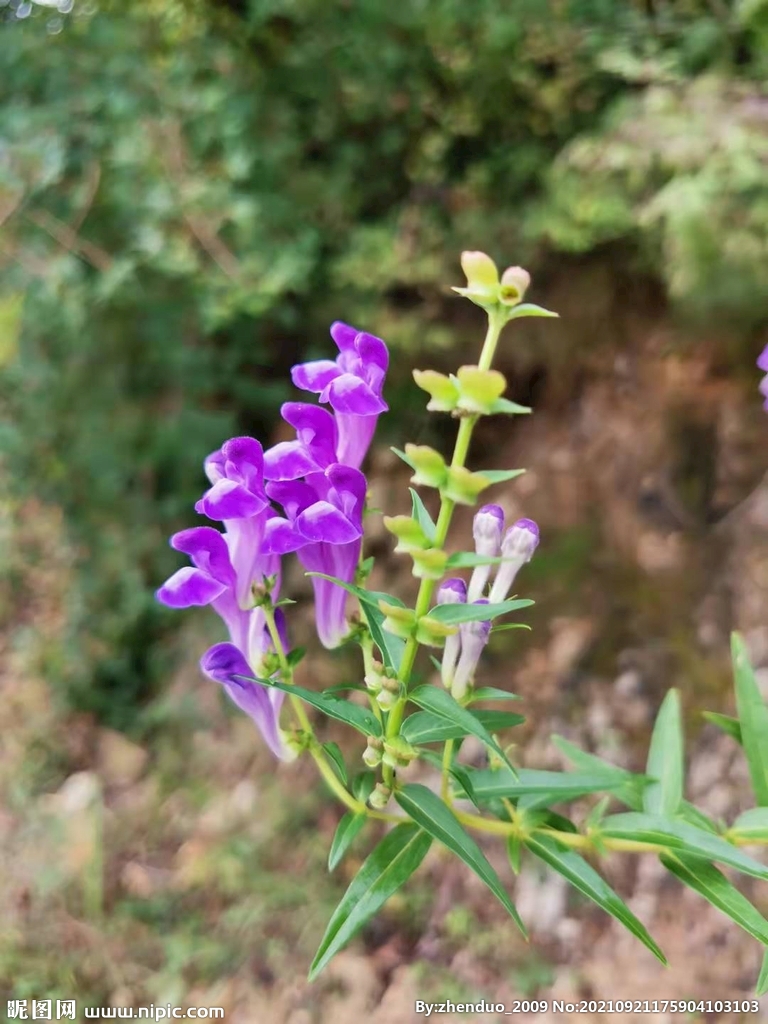 紫花 