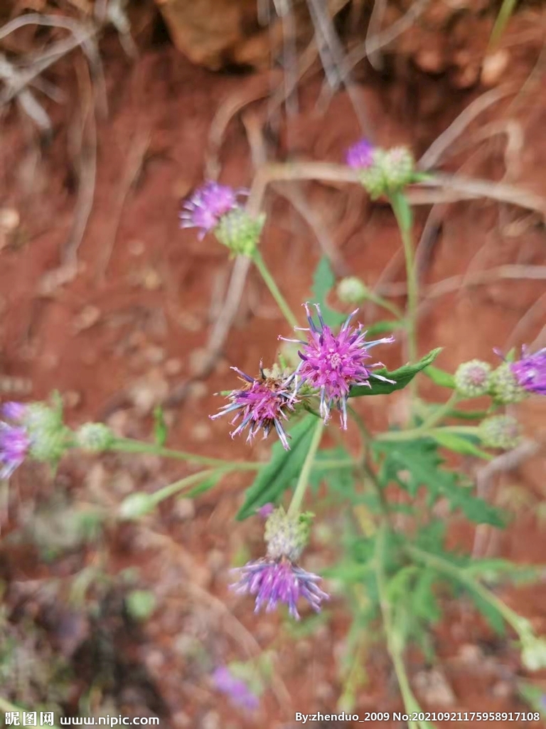 紫花