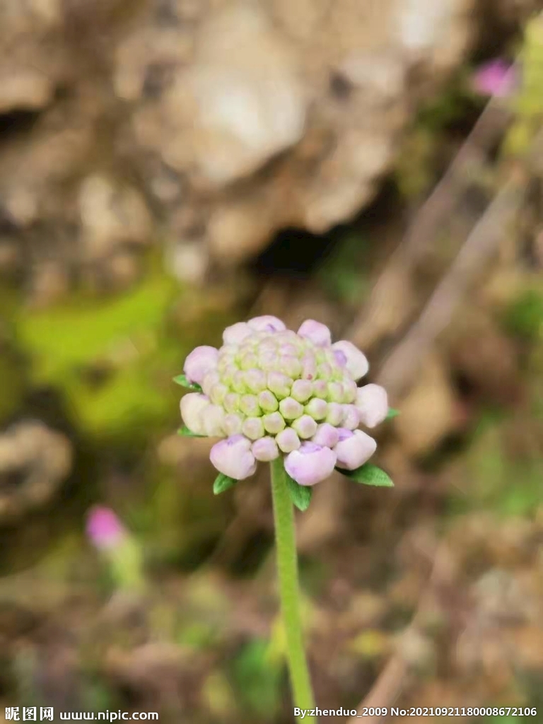  山韭菜花