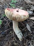 野生蘑菇 