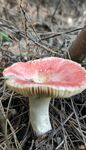 野生蘑菇 
