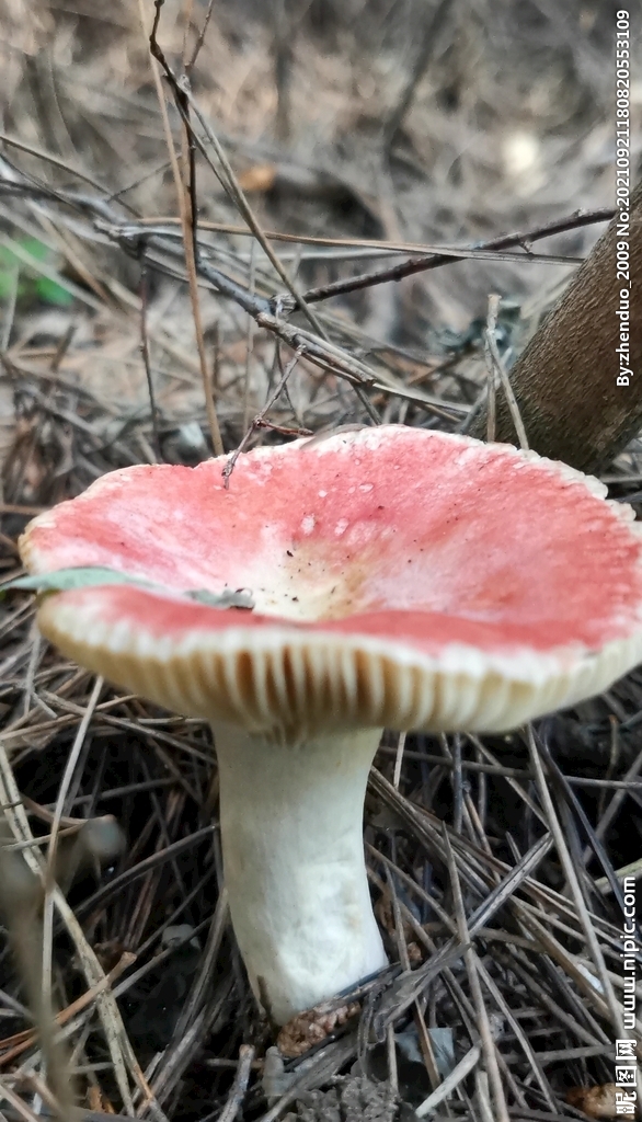 野生蘑菇 