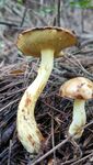 野生蘑菇