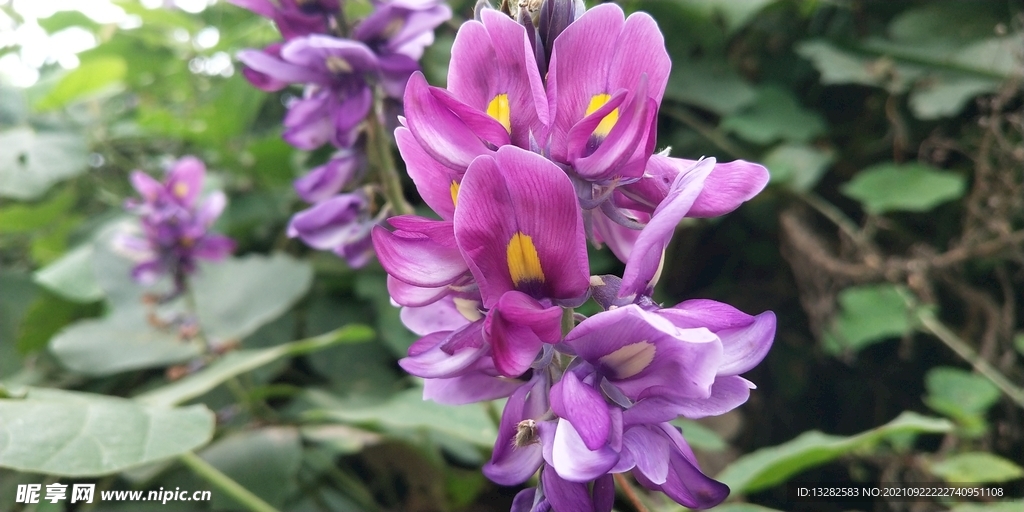 淡紫色葛花图片