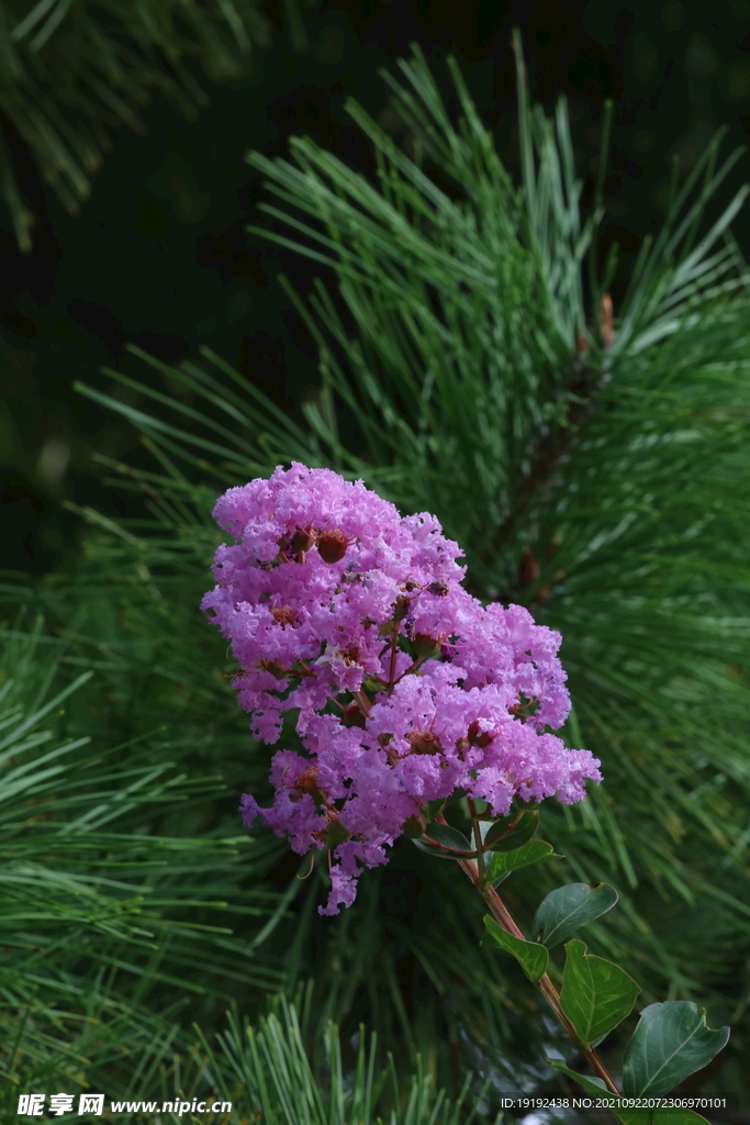 紫薇花 