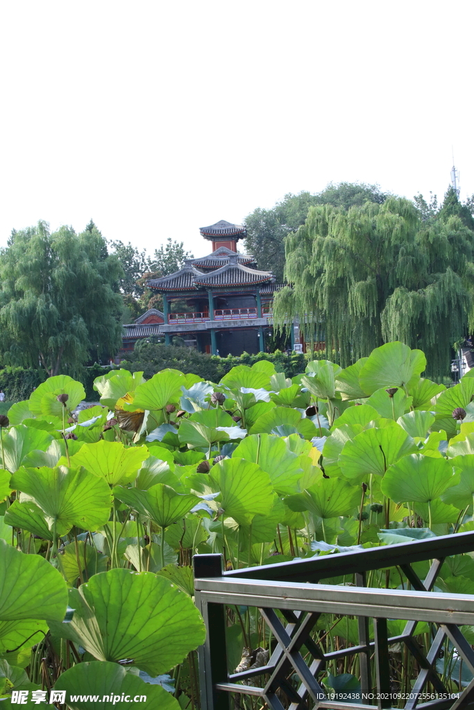 荷塘风景 