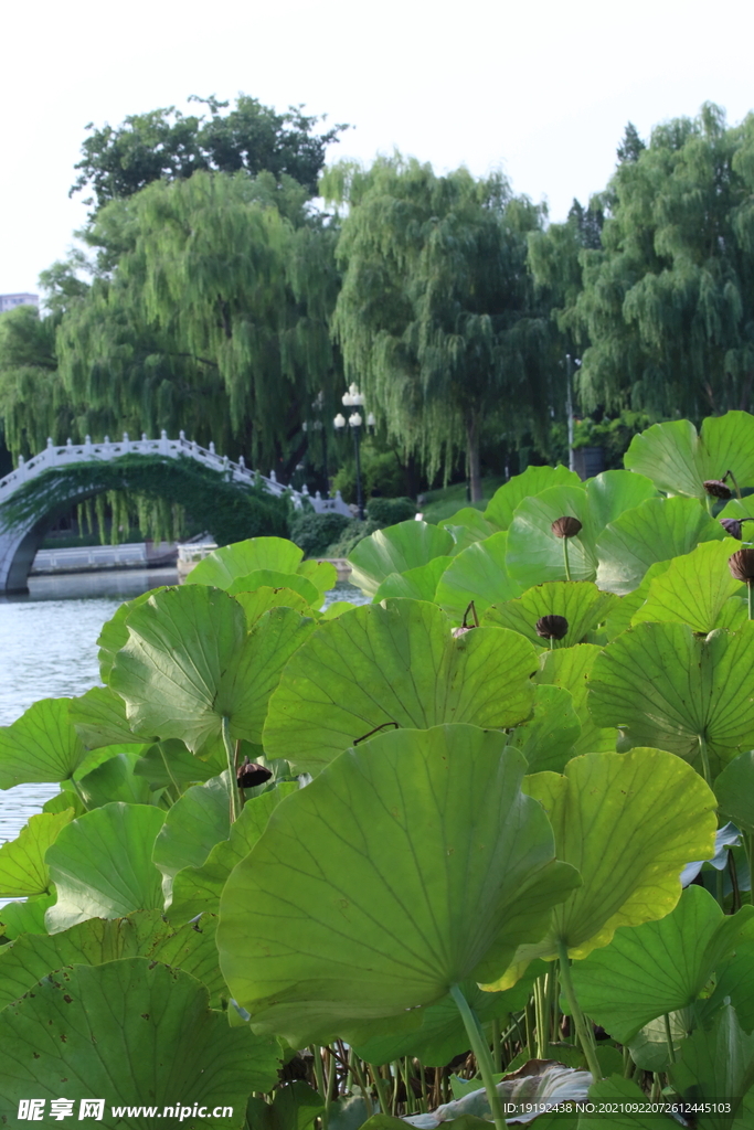 荷塘风景  