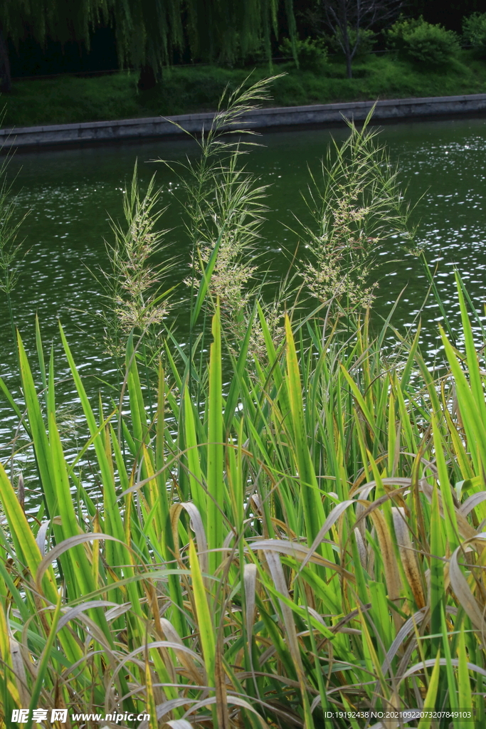 园林花草