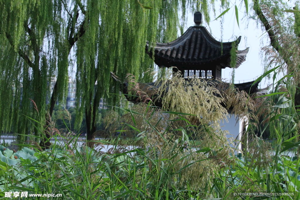 垂柳风景 