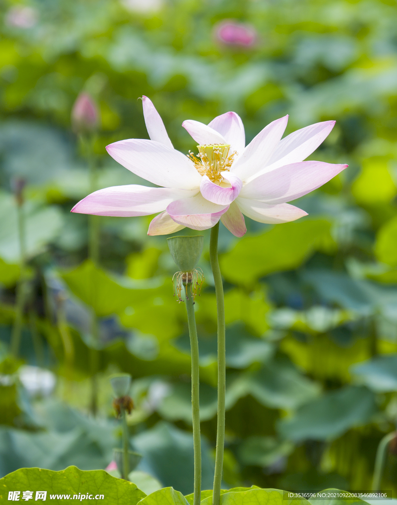 荷花高清大图