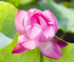荷花高清大图