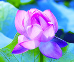 荷花高清大图