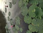 南泥湾荷花