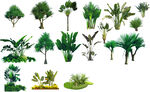 热带植物贴图