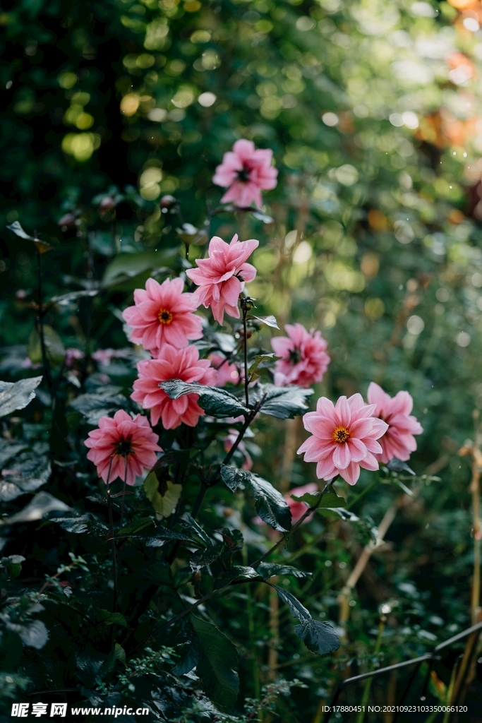 花卉