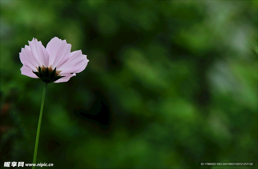 花卉