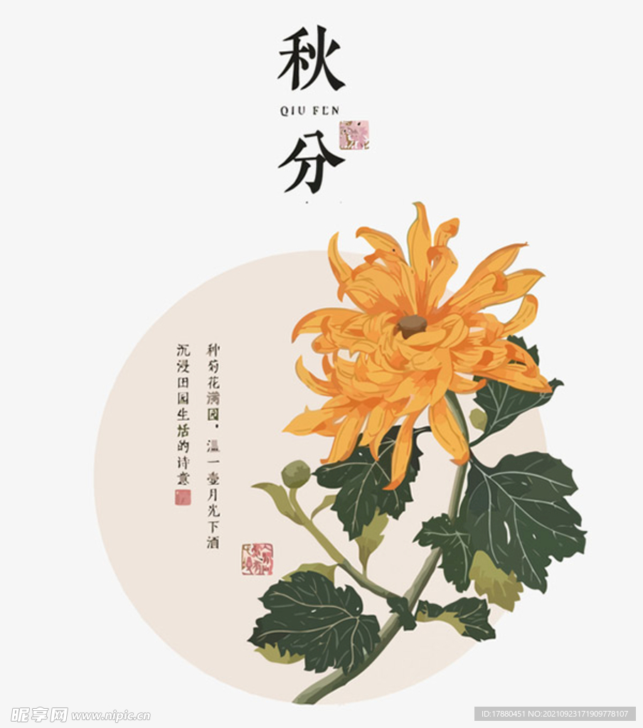 秋分风格菊花