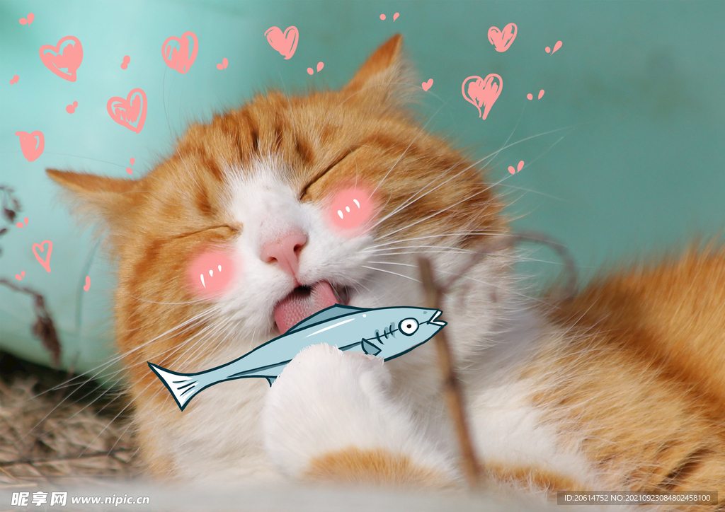 可爱猫咪