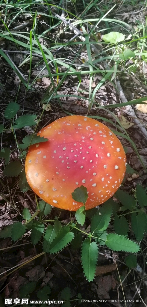 蘑菇