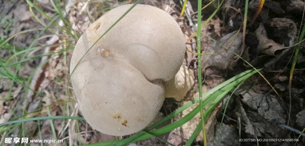 蘑菇 大兴安岭地区菌类 食用菌