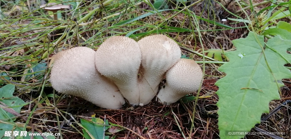 蘑菇 大兴安岭地区 菌类 食用