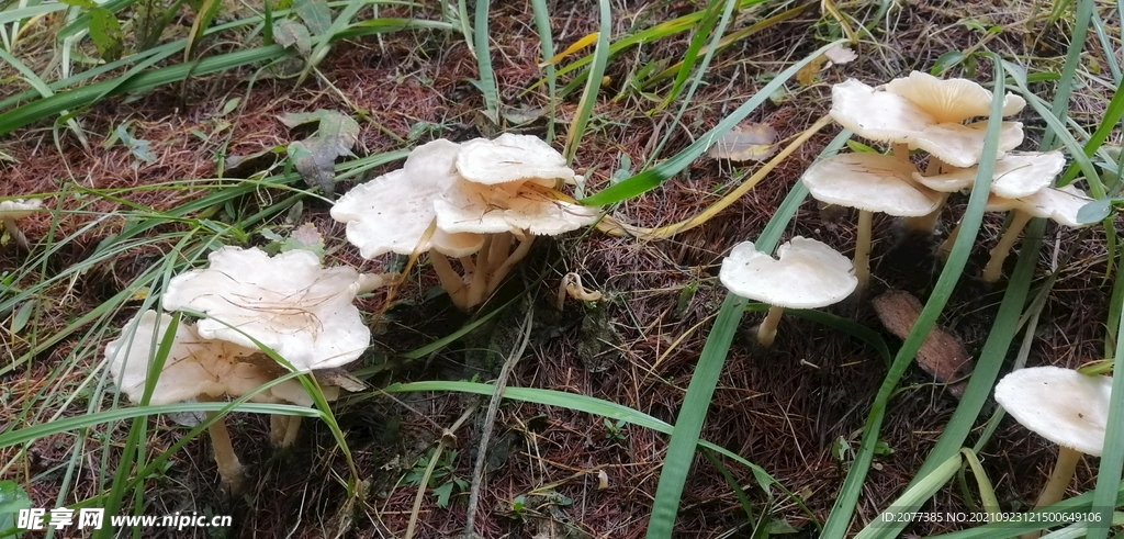 蘑菇 大兴安岭地区 菌类 食用