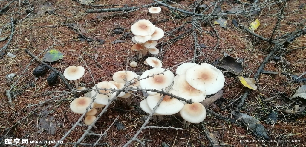 蘑菇 大兴安岭地区 菌类 食用