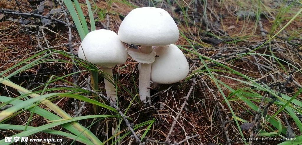 蘑菇 大兴安岭地区 菌类 